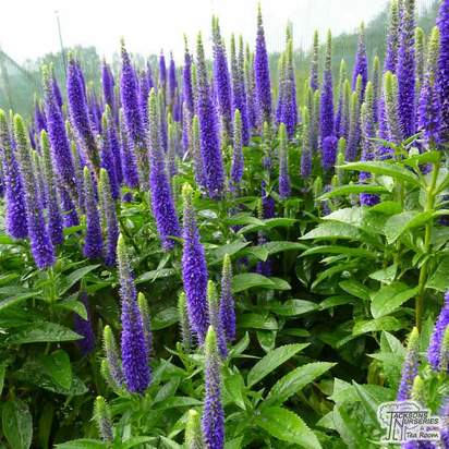 Buy Veronica spicata 'Royal Candles' online from Jacksons Nurseries