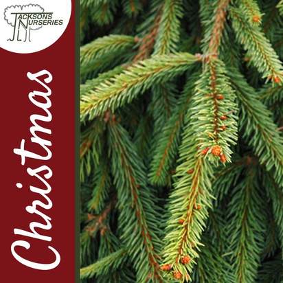 Buy Norway Spruce Christmas Tree (2ft - 3ft, potted) online at Jacksons Nurseries