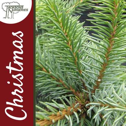Buy Serbian Spruce Christmas Tree (2ft - 3ft, potted) online at Jacksons Nurseries