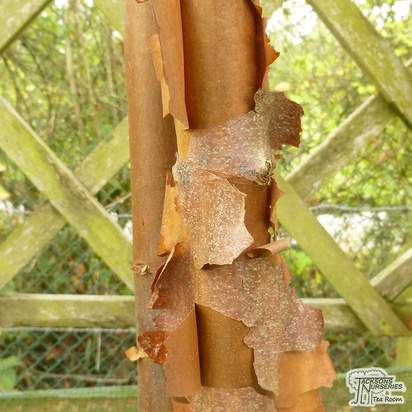Buy Acer griseum (Paper Bark Maple) online from Jacksons Nurseries
