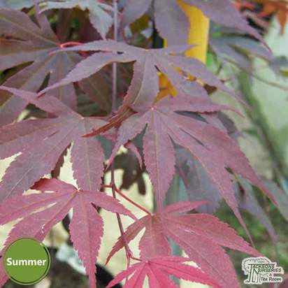Buy Acer palmatum Shaina (Japanese Maple) online from Jacksons Nurseries