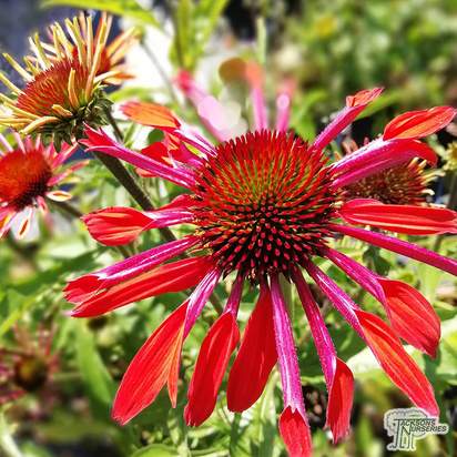 Buy Echinacea 'Hot Summer' (Coneflower) online from Jacksons Nurseries.
