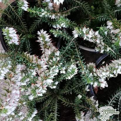Buy Erica carnea f. alba 'Springwood White' (Heather) online from Jacksons Nurseries