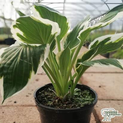 Buy Hosta 'Patriot' (Plantain Lily) online from Jacksons Nurseries.