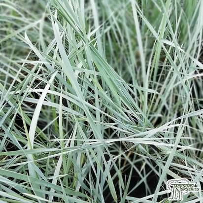 Buy Leymus arenarius (Sea Lyme Grass/European dune grass) online from Jacksons Nurseries