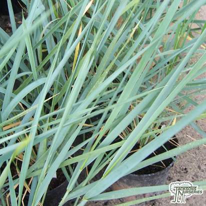 Buy Leymus arenarius (Sea Lyme Grass/European dune grass) online from Jacksons Nurseries