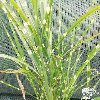 Buy Miscanthus sinensis Strictus (Porcupine Grass) online from Jacksons Nurseries