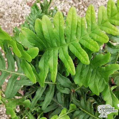 Buy Polypodium vulgare (Common Polypody) online from Jacksons Nurseries