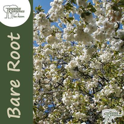 Buy Prunus avium 'Plena' (Wild Cherry/Double Gean) Bare Root online from Jacksons Nurseries