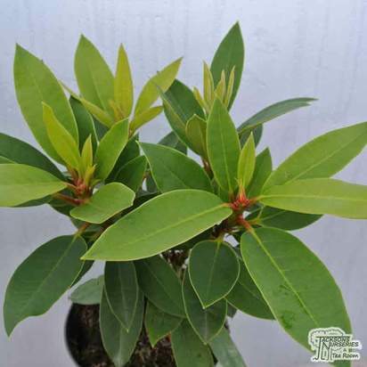 Buy Rhododendron x hybrid 'Black Magic'