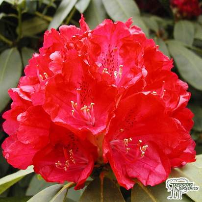 Buy Rhododendron x hybrid 'Wilgens Ruby'