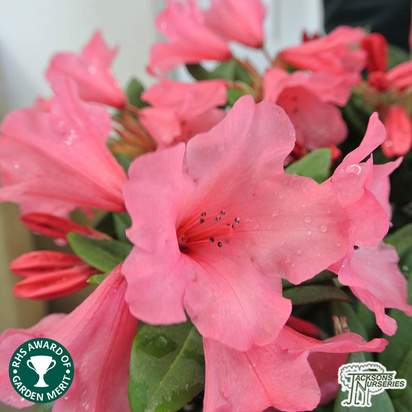 Buy Rhododendron 'Winsome' online from Jacksons Nurseries.