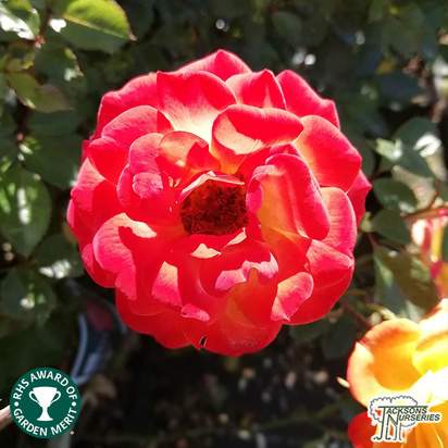 Buy Rosa Irish Eyes (Floribunda Rose) online from Jacksons Nurseries