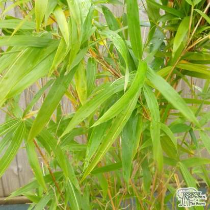 Buy Semiarundinaria yashadake f. kimmei (Narihira Bamboo) online from Jacksons Nurseries