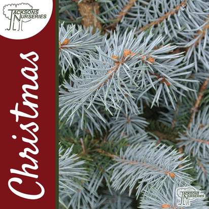 Buy Real Blue Spruce Christmas Trees Online