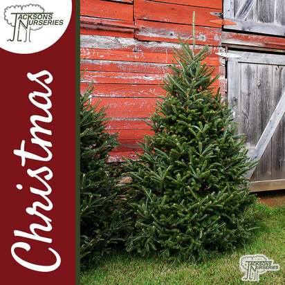 Buy Real Nordmann Fir Christmas Trees Online
