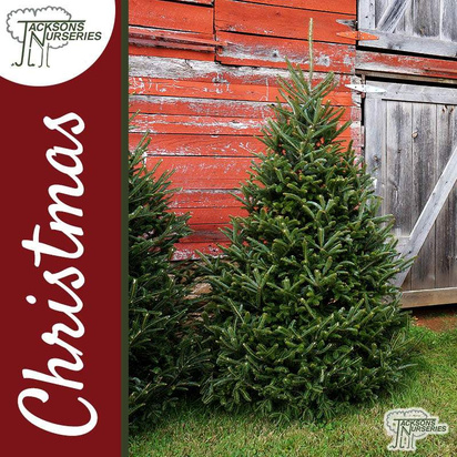 Buy Real Fraser Fir Christmas Trees Online