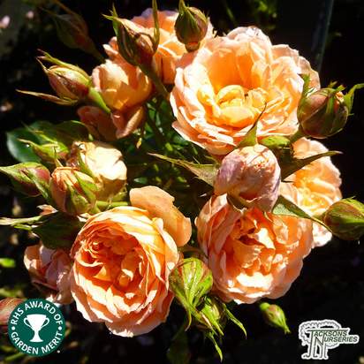 Buy Rosa Sweet Dream (Patio Rose) online from Jacksons Nurseries