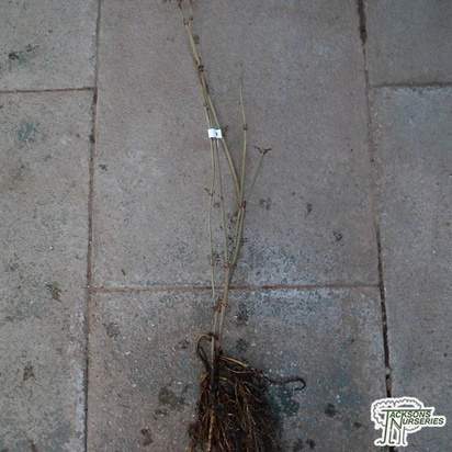 Buy Sambucus nigra Elder Bare Root online from Jacksons Nurseries