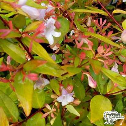 Buy Abelia x grandiflora 'Francis Mason' (Abelia) online from Jackson's Nurseries.