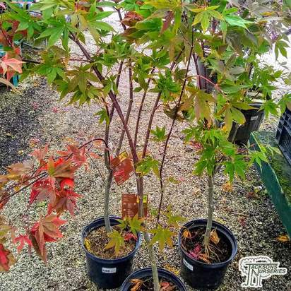 Buy Acer palmatum Osakazuki (Japanese Maple) online from Jacksons Nurseries