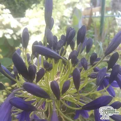 Buy Agapanthus 'Black Magic' (African Lily) online from Jacksons Nurseries.