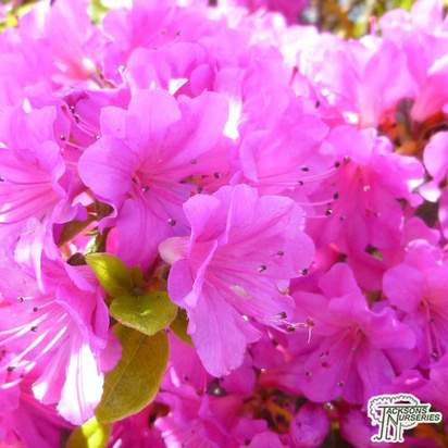 Buy Azalea japonica 'Geisha Purple'  online from Jacksons Nurseries
