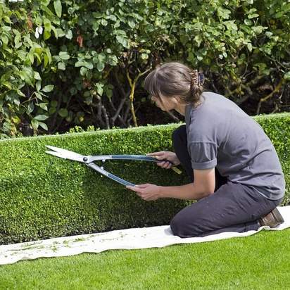 Buxus Sempervirens bare root trimming
