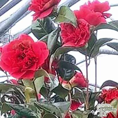 Buy Camellia japonica Lady campbell (Camellia) online from Jacksons Nurseries