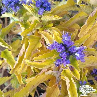 Buy Caryopteris x clandonensis Hint of Gold (Bluebeard 'Hint of Gold') online from Jacksons Nurseries.