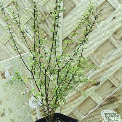 Cotoneaster franchetii bare root bush