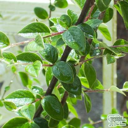 Buy Cotoneaster franchetii Bare Root