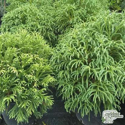 Buy Cryptomeria japonica ‘Globosa Nana’ online from Jacksons Nurseries.