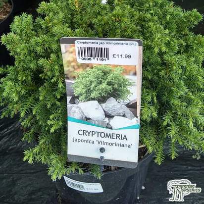 Buy Cryptomeria japonica 'Vilmoriniana' dwarf conifer online from Jacksons Nurseries.