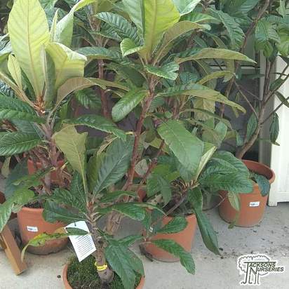 Buy Loquat 'Eriobotrya japonica' online from Jacksons Nurseries