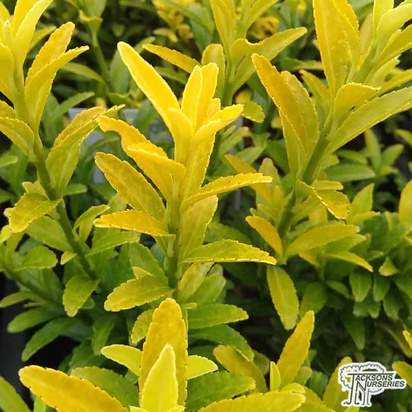 Buy Euonymus japonicus 'Happiness'  (Japanese spindle) online from Jacksons Nurseries