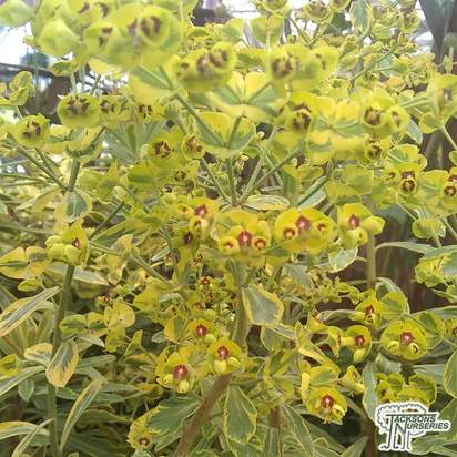 Buy Euphorbia x martinii 'Ascot Rainbow' (Spurge) online from Jacksons Nurseries.