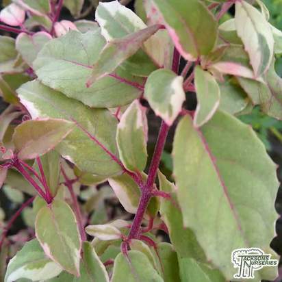 Buy Fuchsia magellanica Variegata (Lady's Eardrops) online from Jacksons Nurseries.