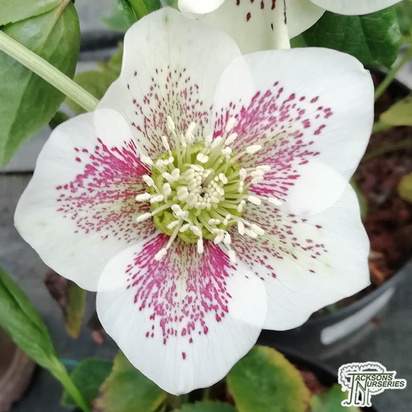 Buy Helleborus 'Pretty Ellen White' (Lenten Rose) in the UK