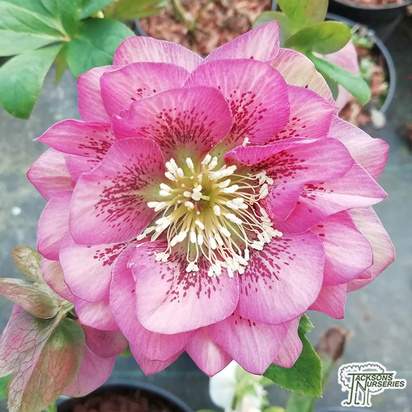Buy Helleborus x hybridus 'Credale Strain Double' (Lenten rose) in the UK