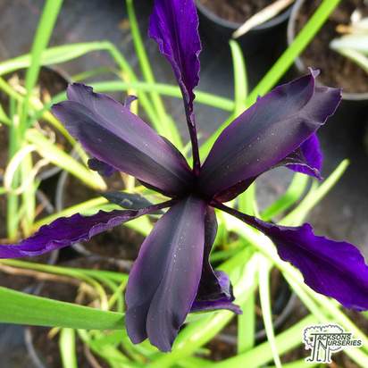 Buy Iris chrysographes 'Black Form' (Black Iris) online from Jacksons Nurseries
