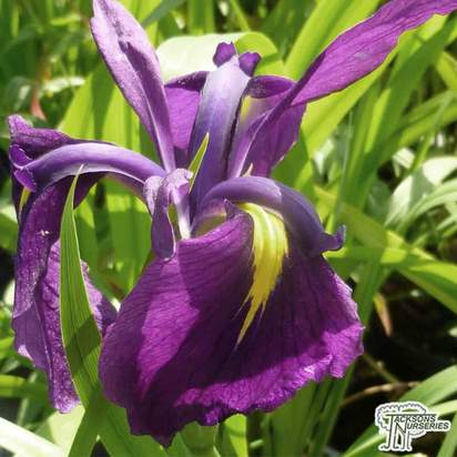 Buy Iris ensata Variegata (Japanese Water Iris) online from Jacksons Nurseries