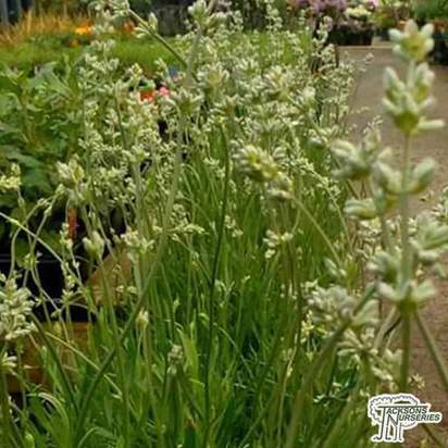 Buy Lavandula angustifolia Hidcote White (Lavender) online from Jacksons Nurseries.
