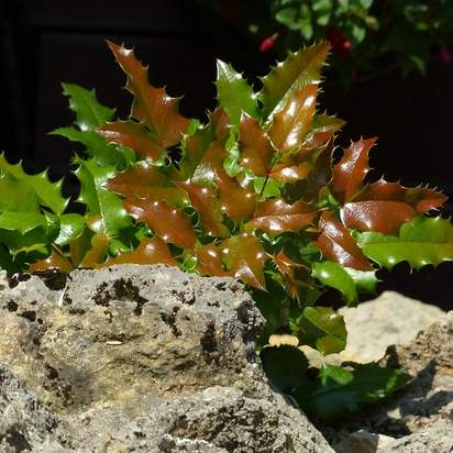 Mahonia aquifolium bare root new growth