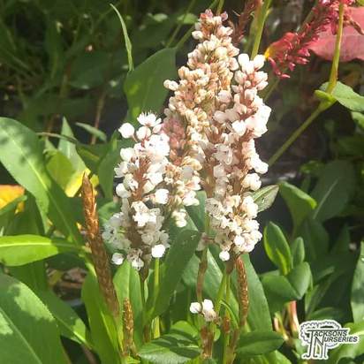 Buy Persicaria affine 'donald-lowndes' online from Jacksons Nurseries.