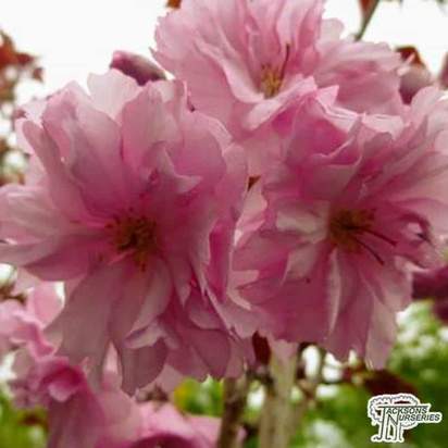 Buy Prunus triloba (Flowering Cherry Almond Tree) online from Jacksons Nurseries.