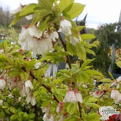 Buy Prunus incisa Frilly Frock (Cherry Tree) online from Jacksons Nurseries