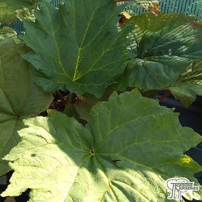 Buy Rhubarb - Rheum palmatum  online from Jacksons Nurseries