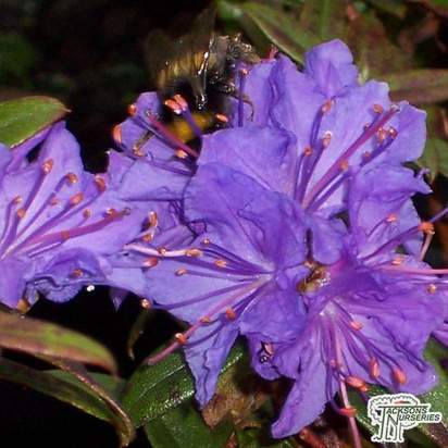 Buy Rhododendron Ramapo online from Jacksons Nurseries.
