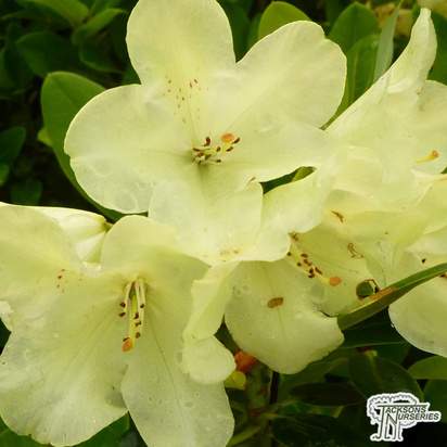 Buy Rhododendron (Dwarf) Goldkrone online from Jacksons Nurseries
